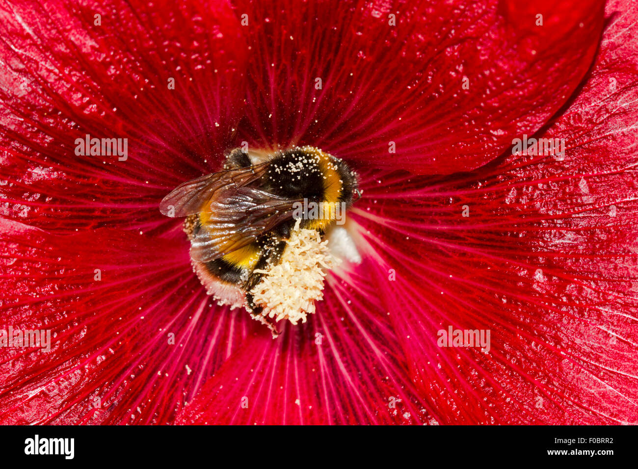 Large earth bumblebee (Bombus terrestris), covered with pollen, in the flower of a red Common hollyhock (Alcea rosea) Stock Photo