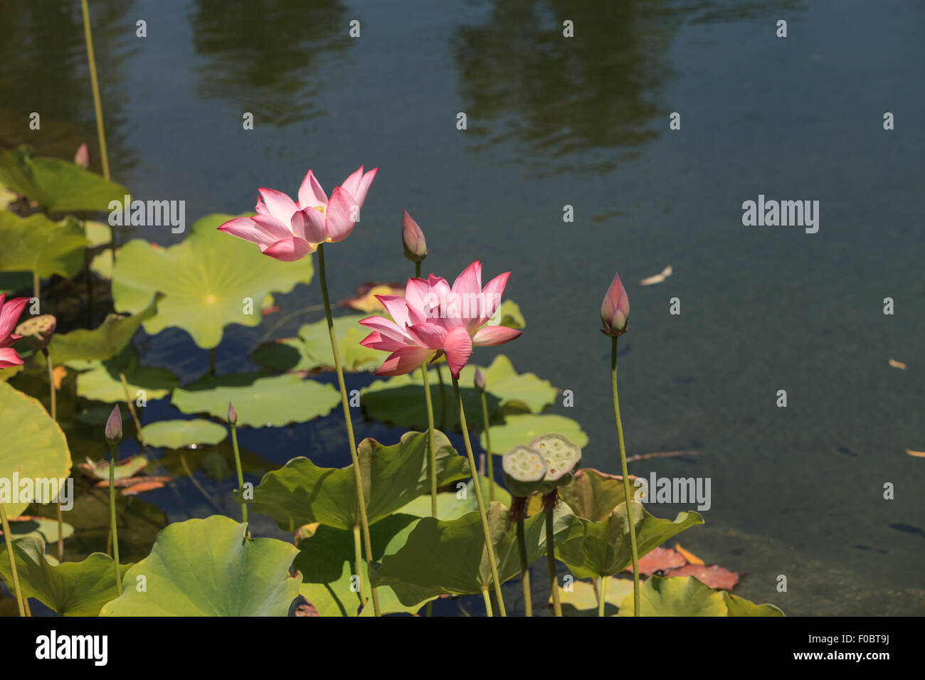 Pink lotus flower on top of a koi pond in Southern California Stock Photo