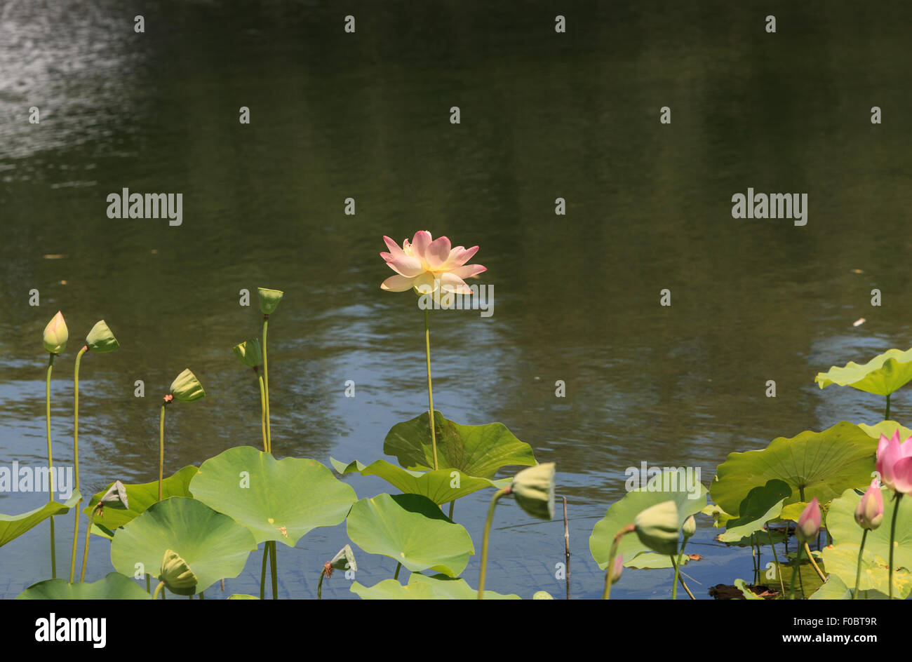 Pink lotus flower on top of a koi pond in Southern California Stock Photo