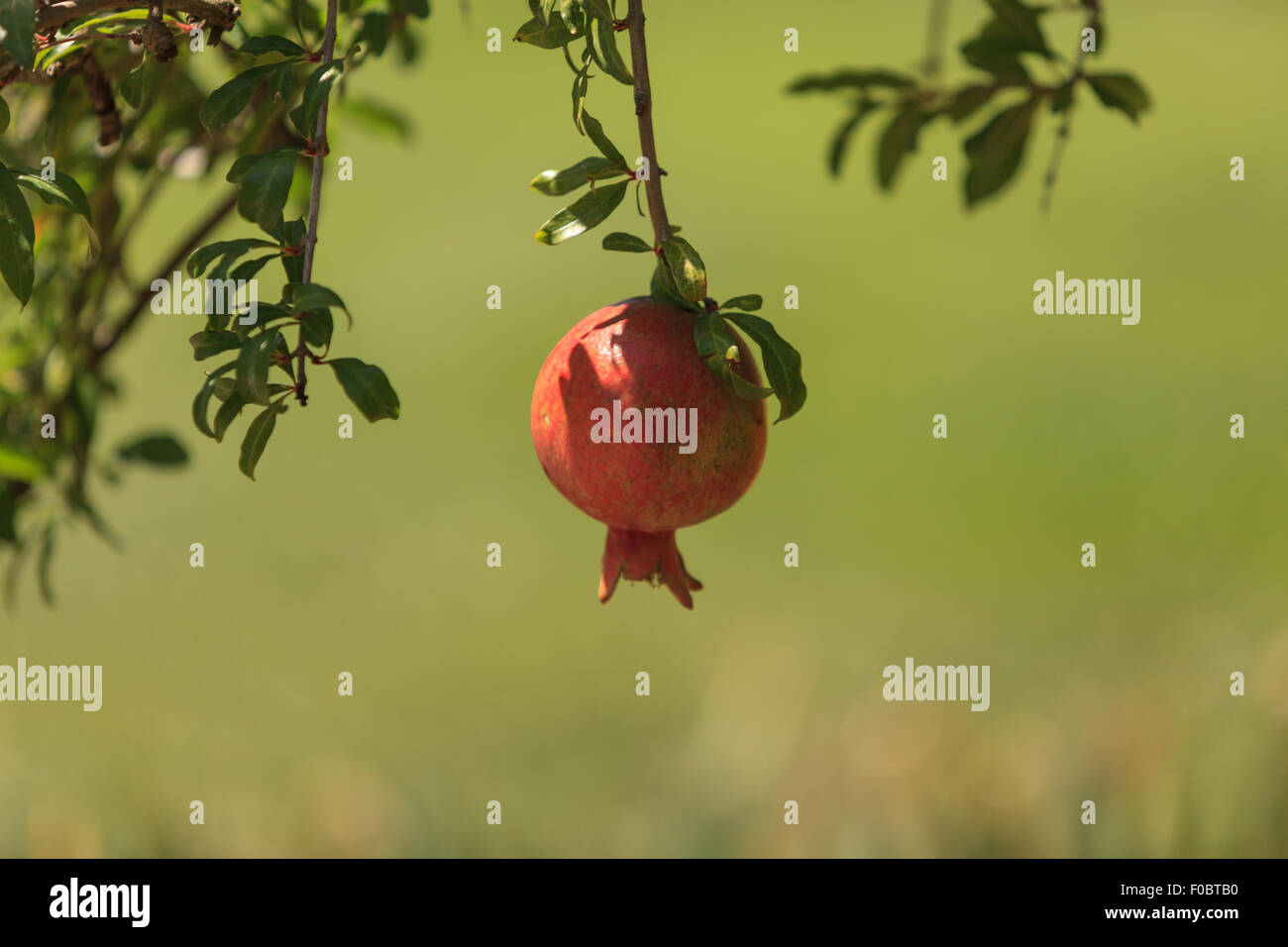 Pomegranate tree, Punica granatum, tree / shrub that gives fruit in the summer Stock Photo