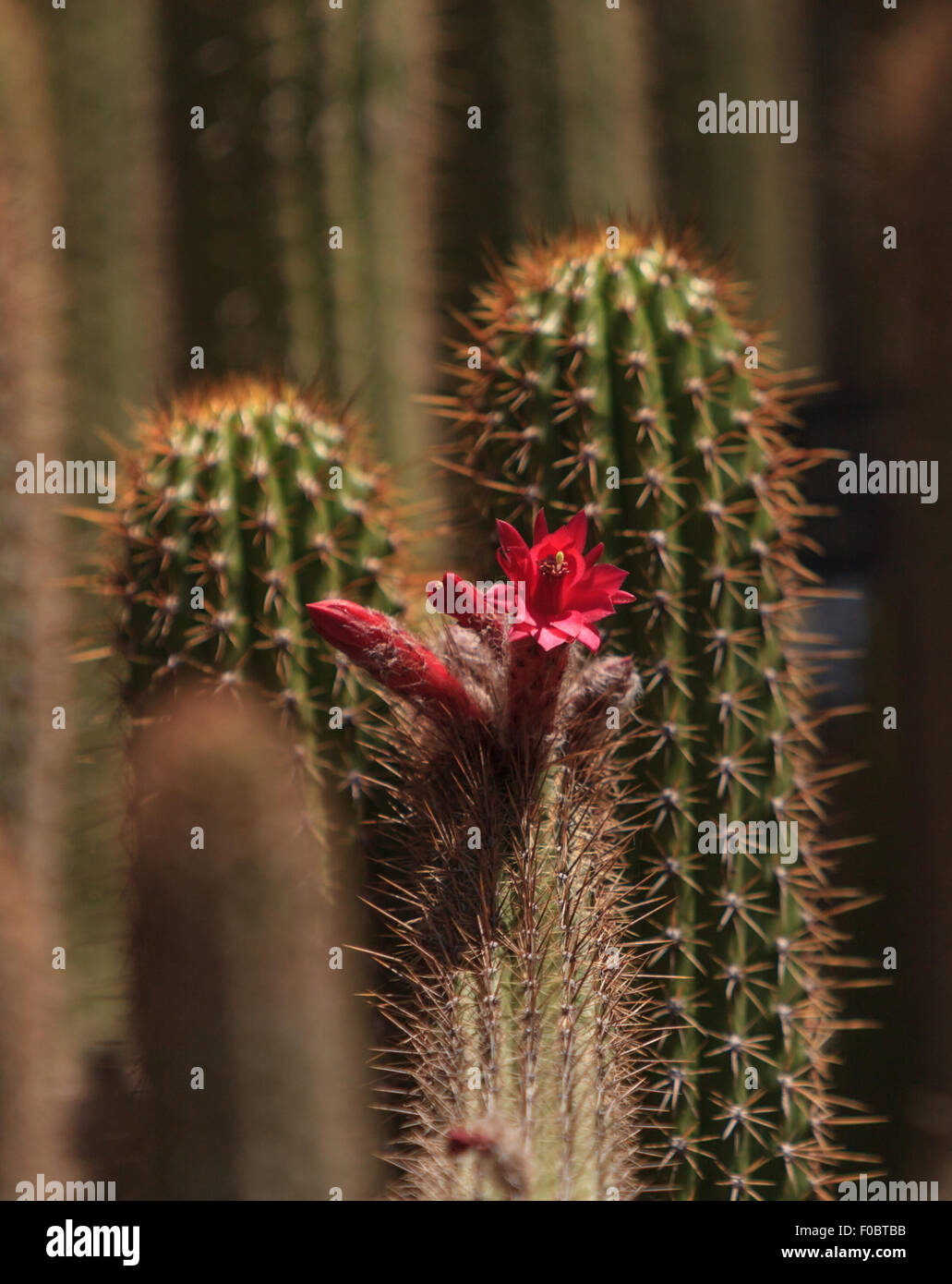Tunilla erectociada red cactus flower blooms in the desert Stock Photo