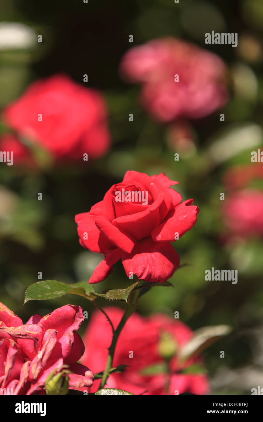 Red rose, Rosa, blooms in spring in the garden Stock Photo