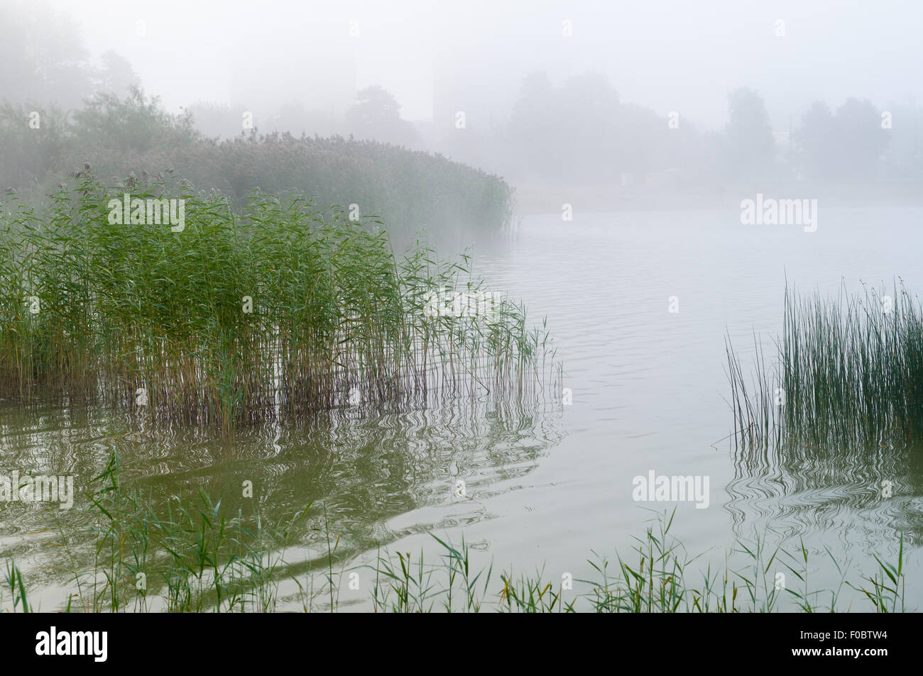 Reed and sedge thicket on the lake, misty morning background Stock Photo