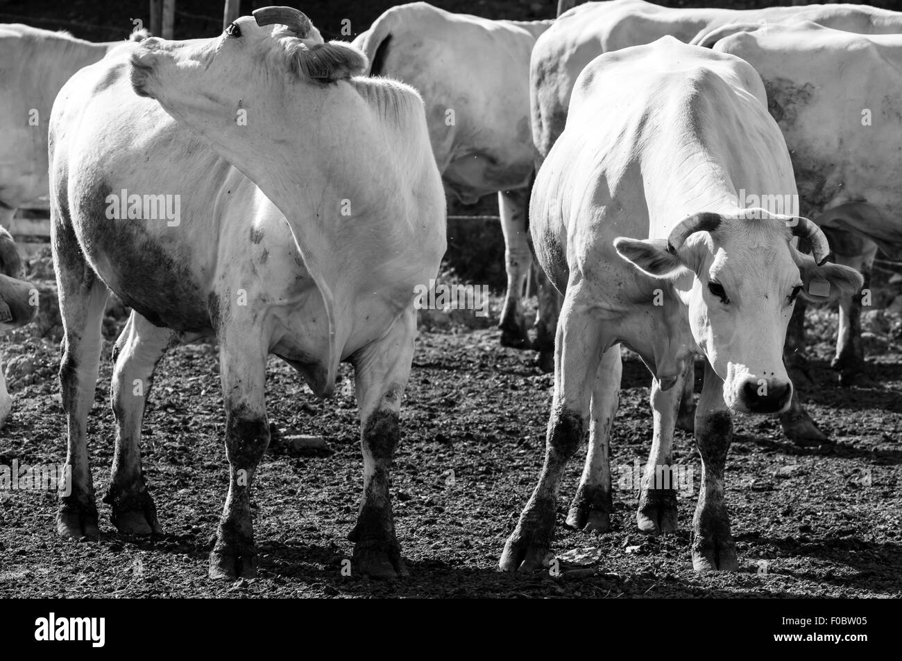 Typical italian white cow, chianina Stock Photo