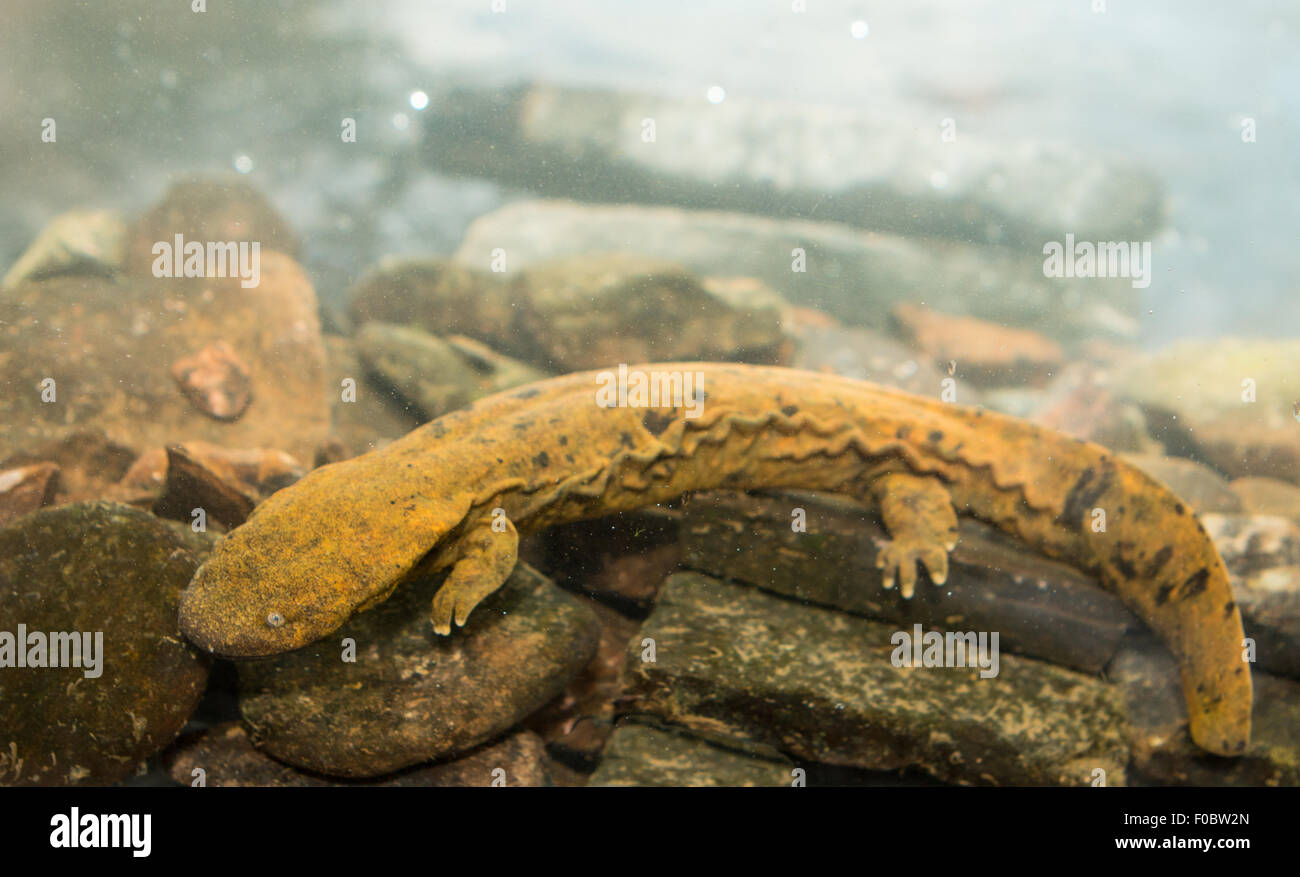 Hellbender in rocky bottom stream - Cryptobranchus alleganiensis Stock Photo