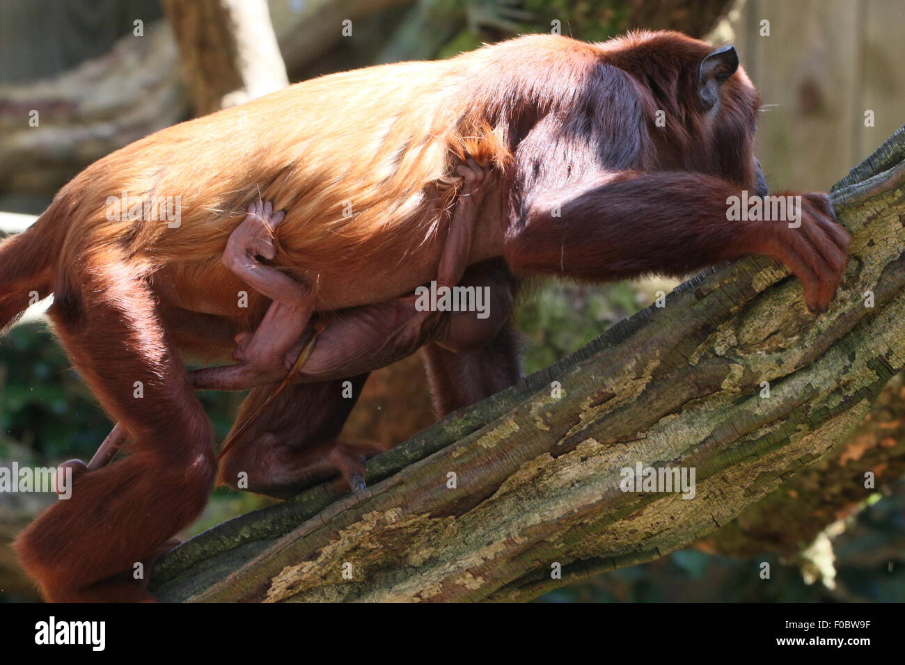 Mature female Venezuelan red howler monkey (Alouatta seniculus) with her newborn baby,  just hours old, clinging to her chest Stock Photo
