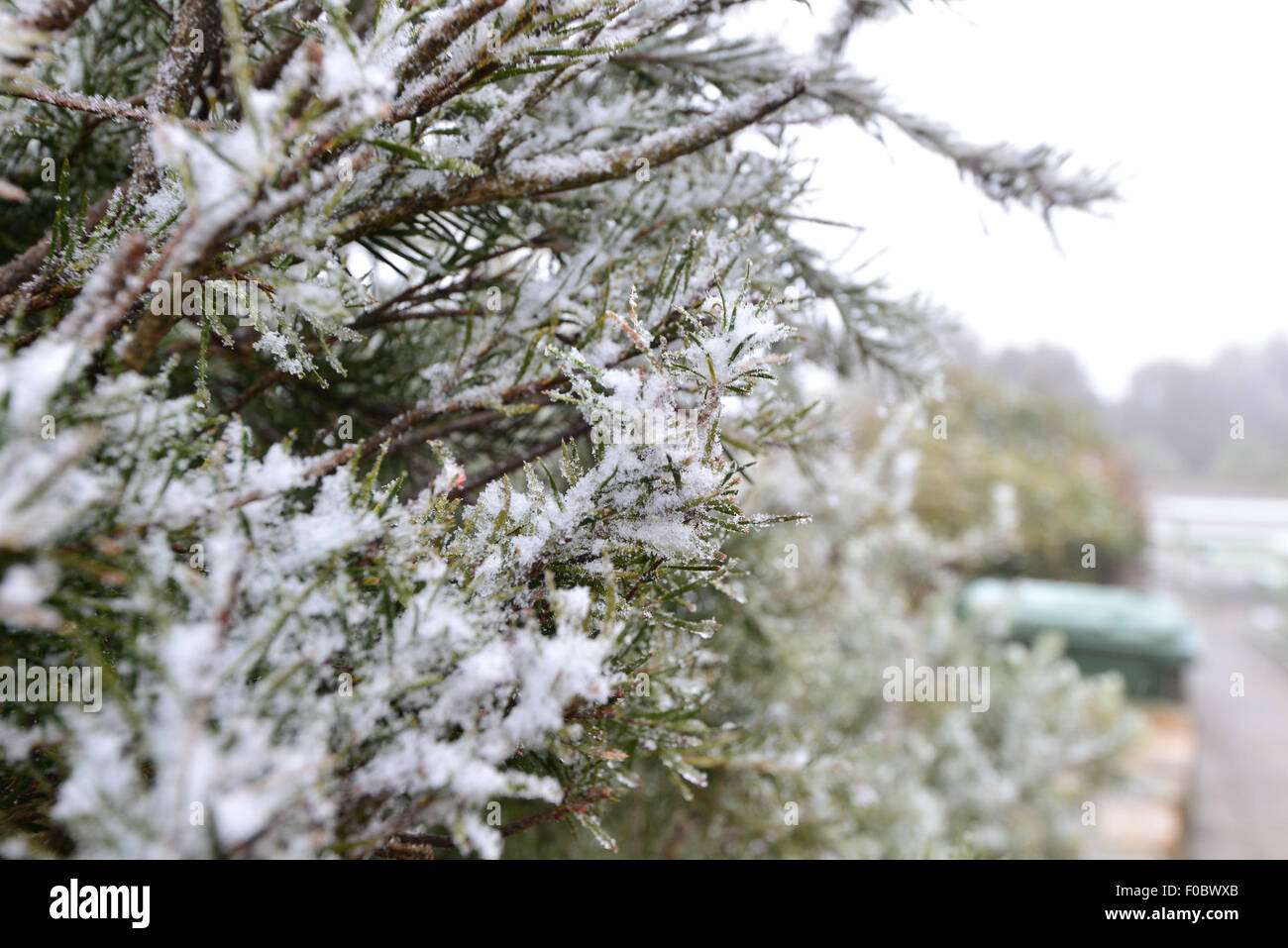 Canberra Australia 12th Aug 2015 Snow Falls On Trees On Mount Stock Photo Alamy