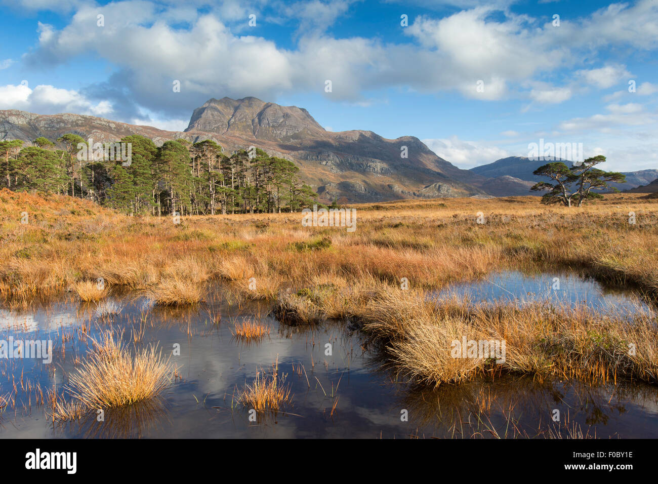 View of Slioch and remnant pine forest, Torridon, Scotland Stock Photo