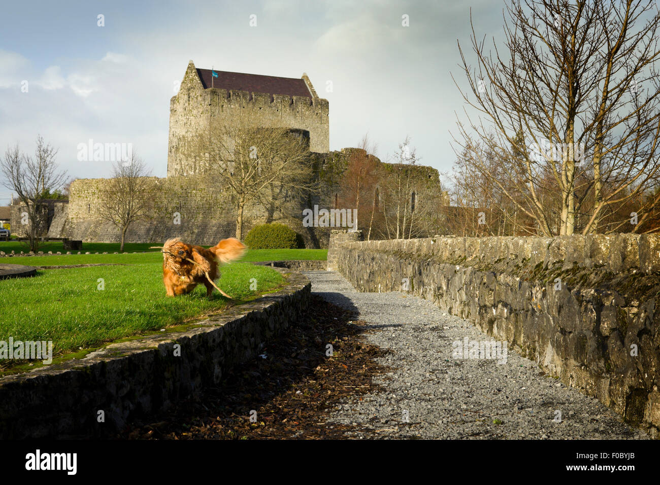 mediavel Castle  in Athenry and playing dog,Autumn Stock Photo