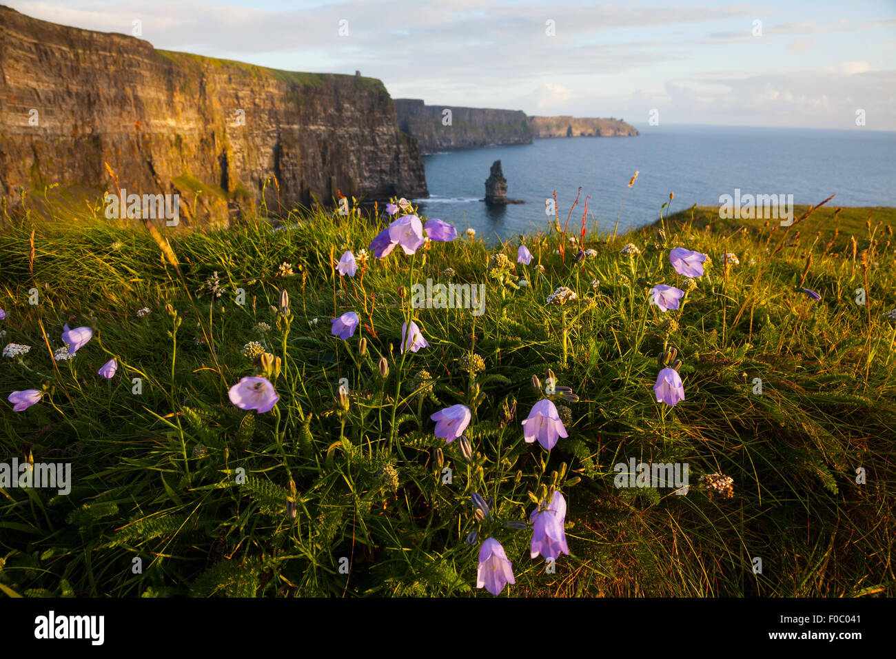 Cliffs Of Moher with Harebell, wild irish bell-shaped  flowers. Stock Photo