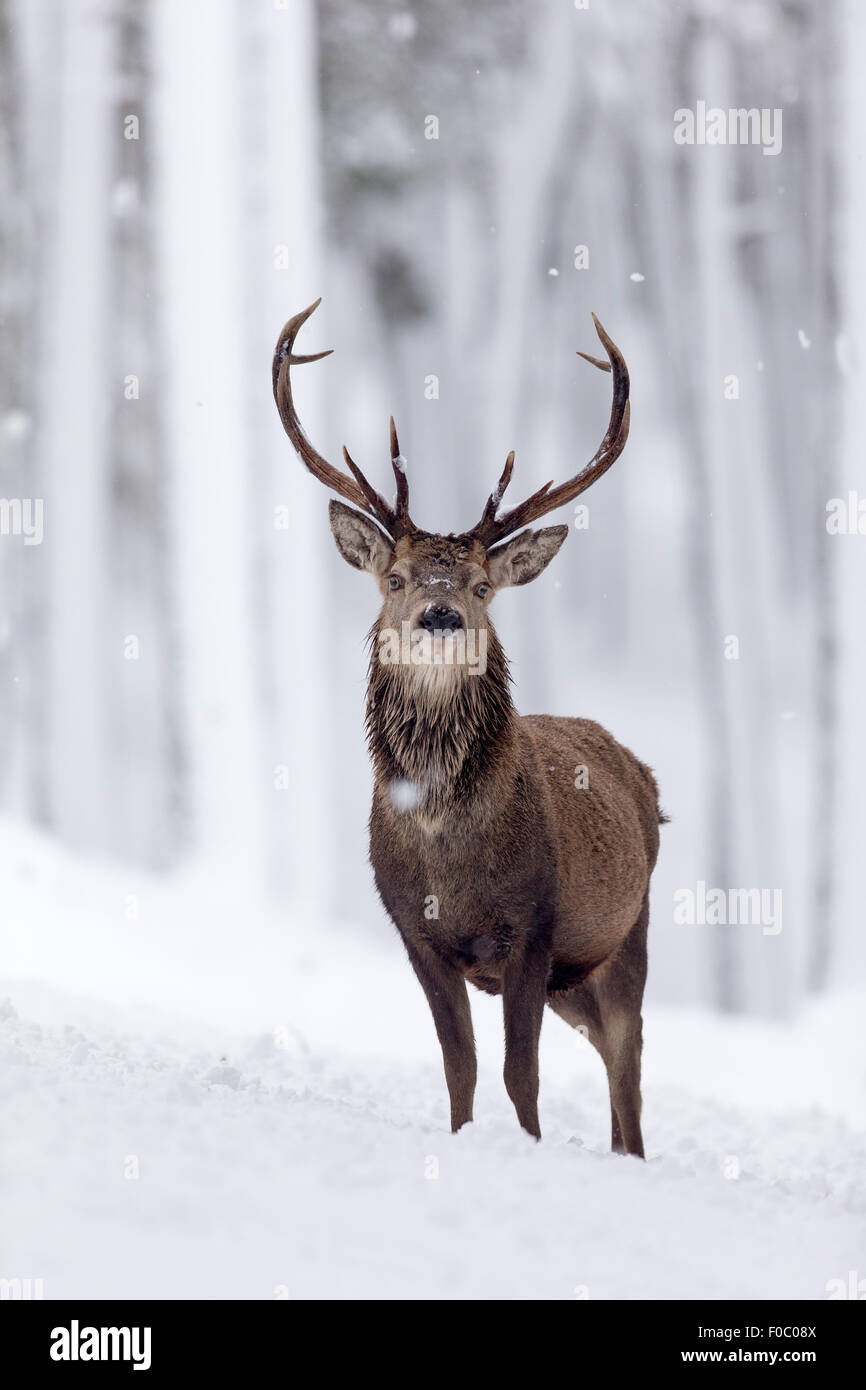 Red Deer (Cervus elaphus) stag in snowy woodland in winter Stock Photo