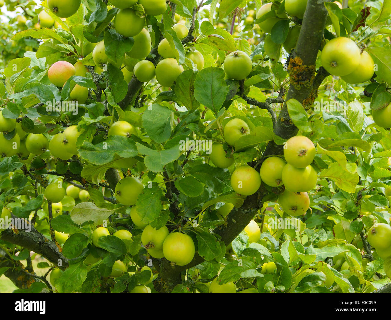 Apples (variety Millers Seedling) ripening on a tree in Cheshire, England in August. Stock Photo