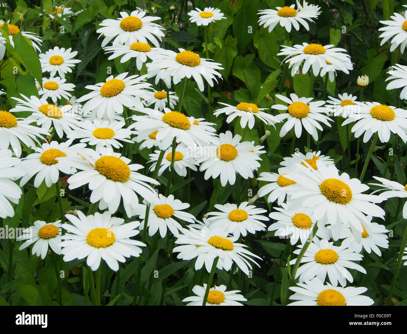 Chrysanthemum leucanthemum, Shasta Daisies in full bloom Stock Photo
