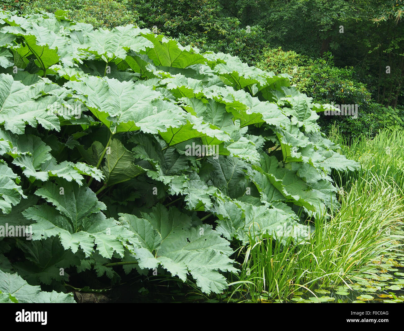 gunnera-manicata-common-name-giant-rhubarb-growing-at-the-side-of-a