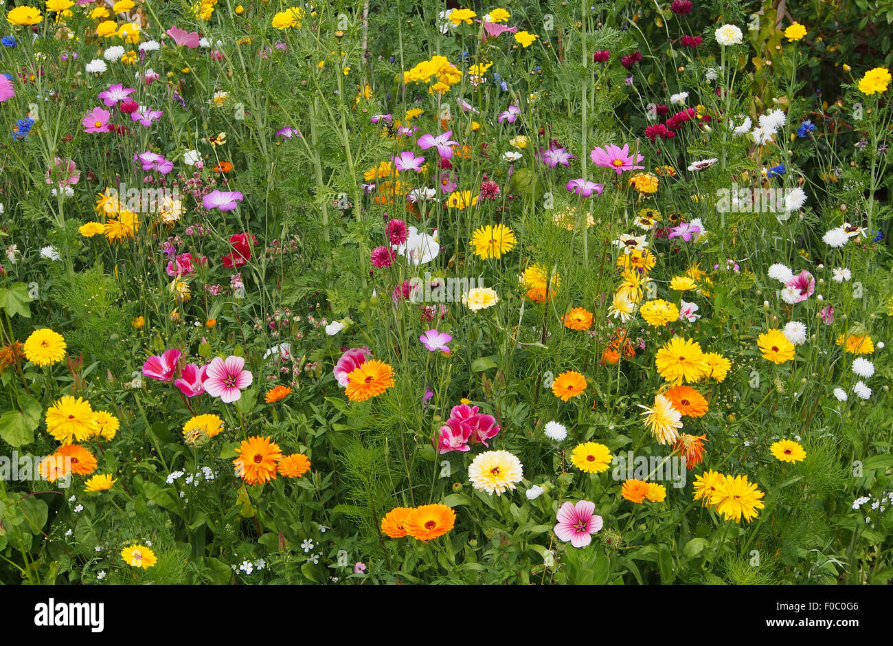 Planting of mixed annual flowers, including pot marigolds, mallow, welsh poppies, cornflowers, cranesbill, cosmos and godetia. Stock Photo