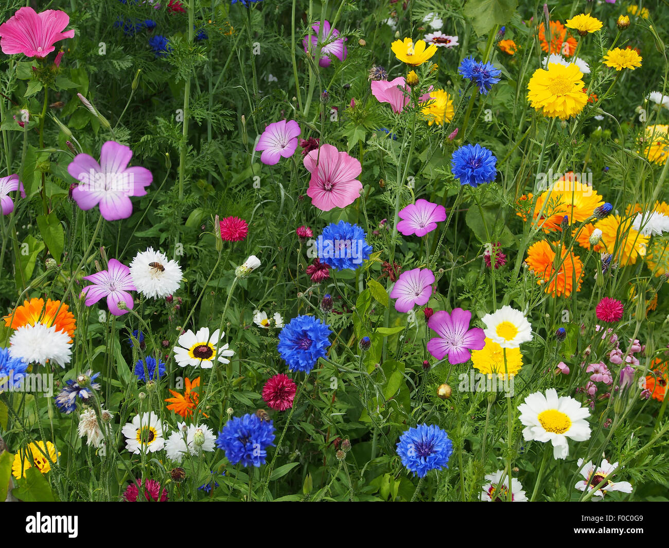 Planting of mixed annual flowers, including pot marigolds, mallow, welsh poppies, cornflowers, cranesbill, cosmos and godetia. Stock Photo