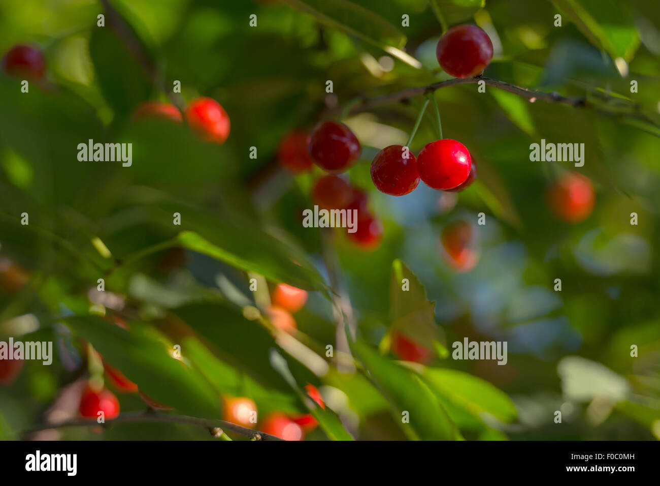 red cherry on tree closeup Stock Photo