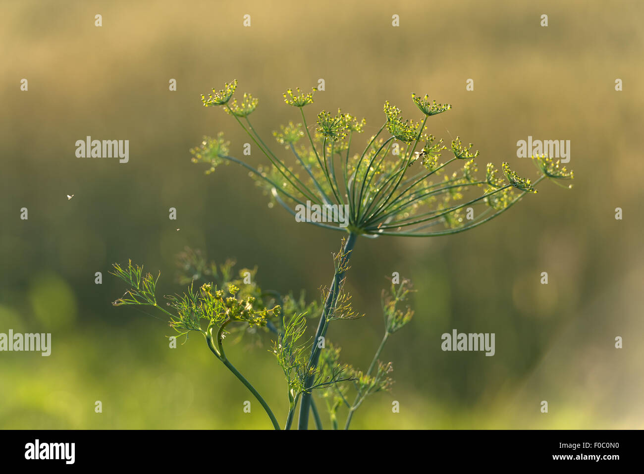 Green dill flower close up Stock Photo