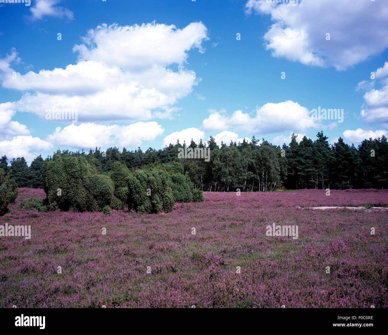 Lueneburger, Heide; bluehende, Stock Photo