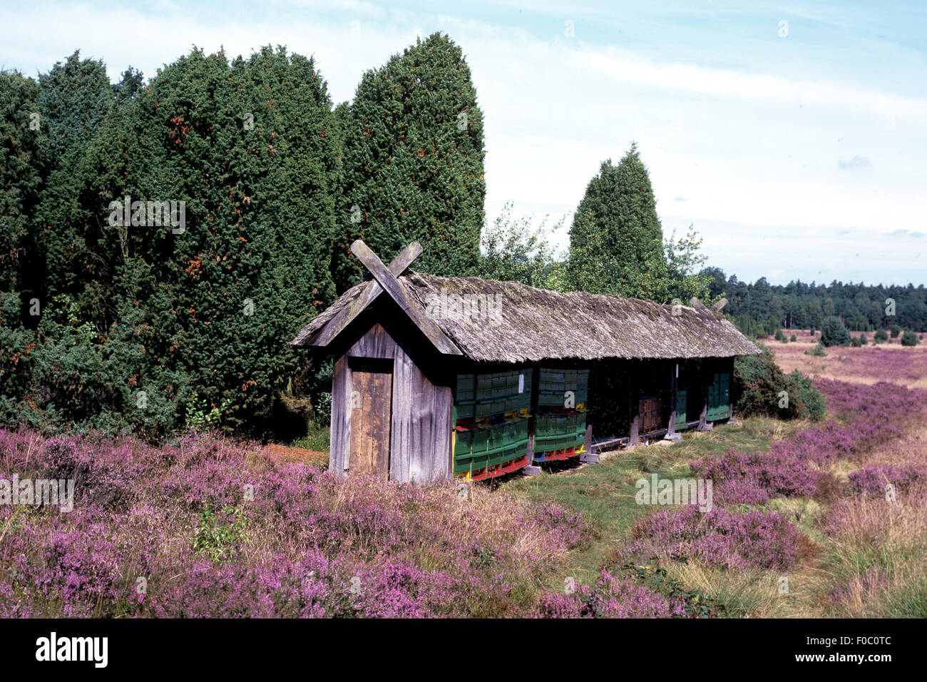 Lueneburger Heide; Stock Photo