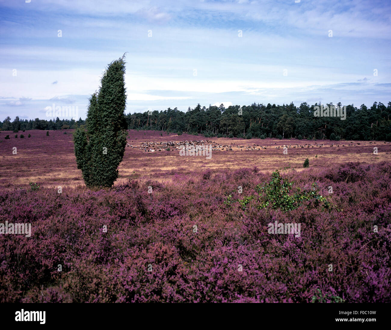 Lueneburger, Heide; bluehende, Stock Photo