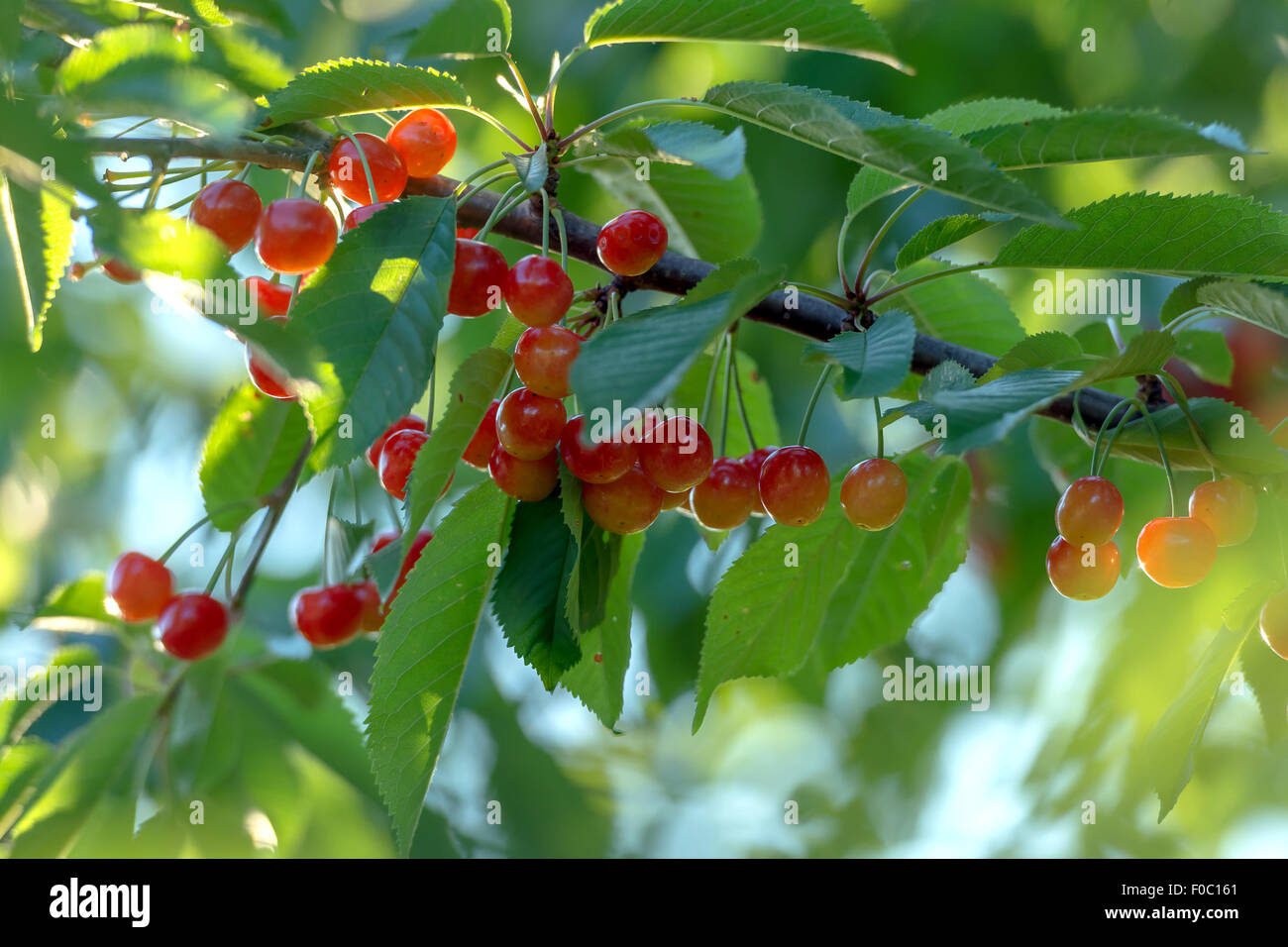 red cherry on tree closeup Stock Photo