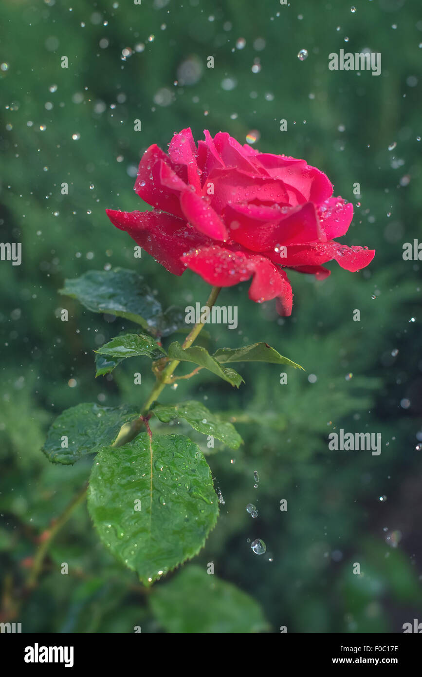 red rose pattern close up Stock Photo