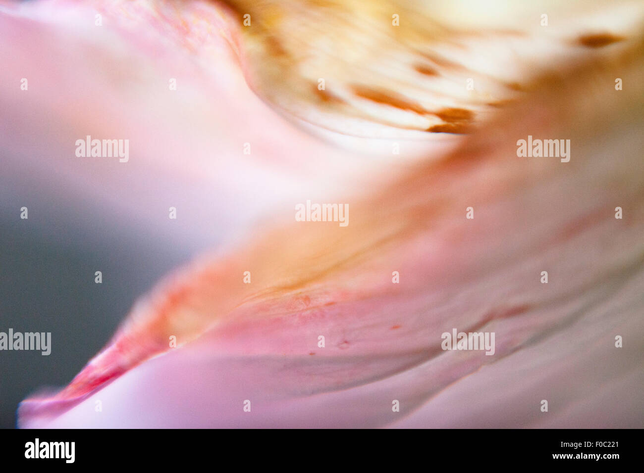 Close-up of pink flower petal Stock Photo