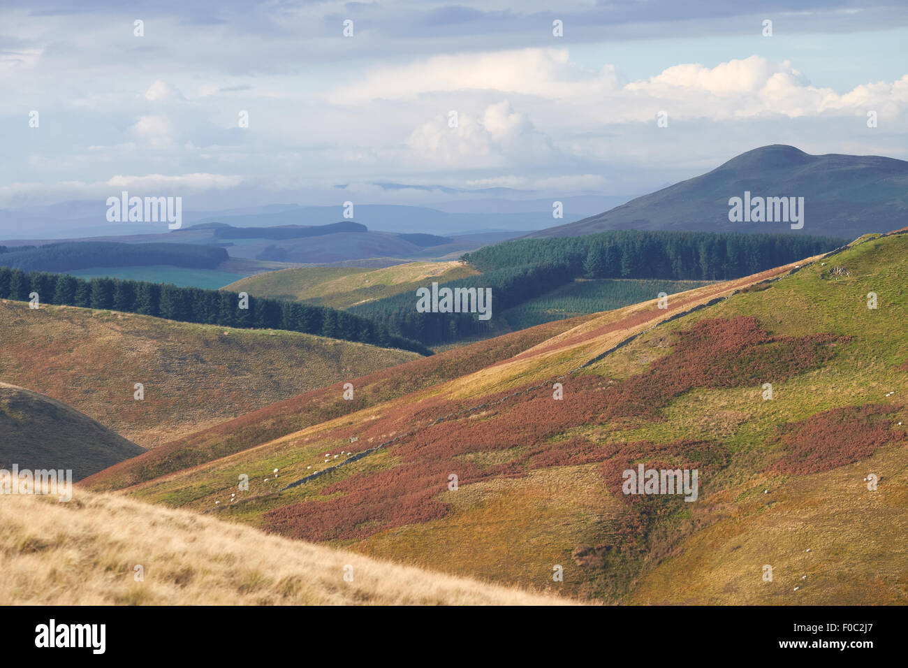 Rolling hills of Northumberland, North East England. UK. Stock Photo