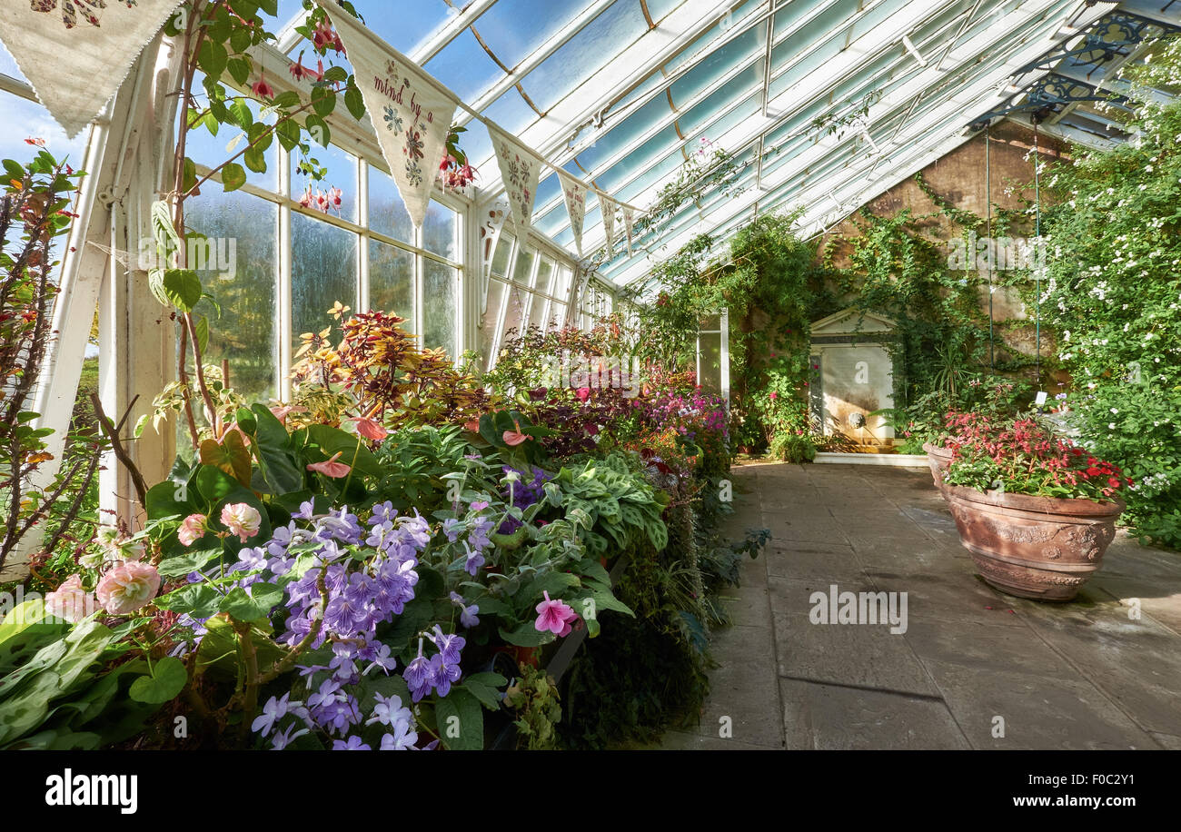 Plants growing in a Conservatory, green house at Wallington House Gardens in the North East England, UK. Stock Photo