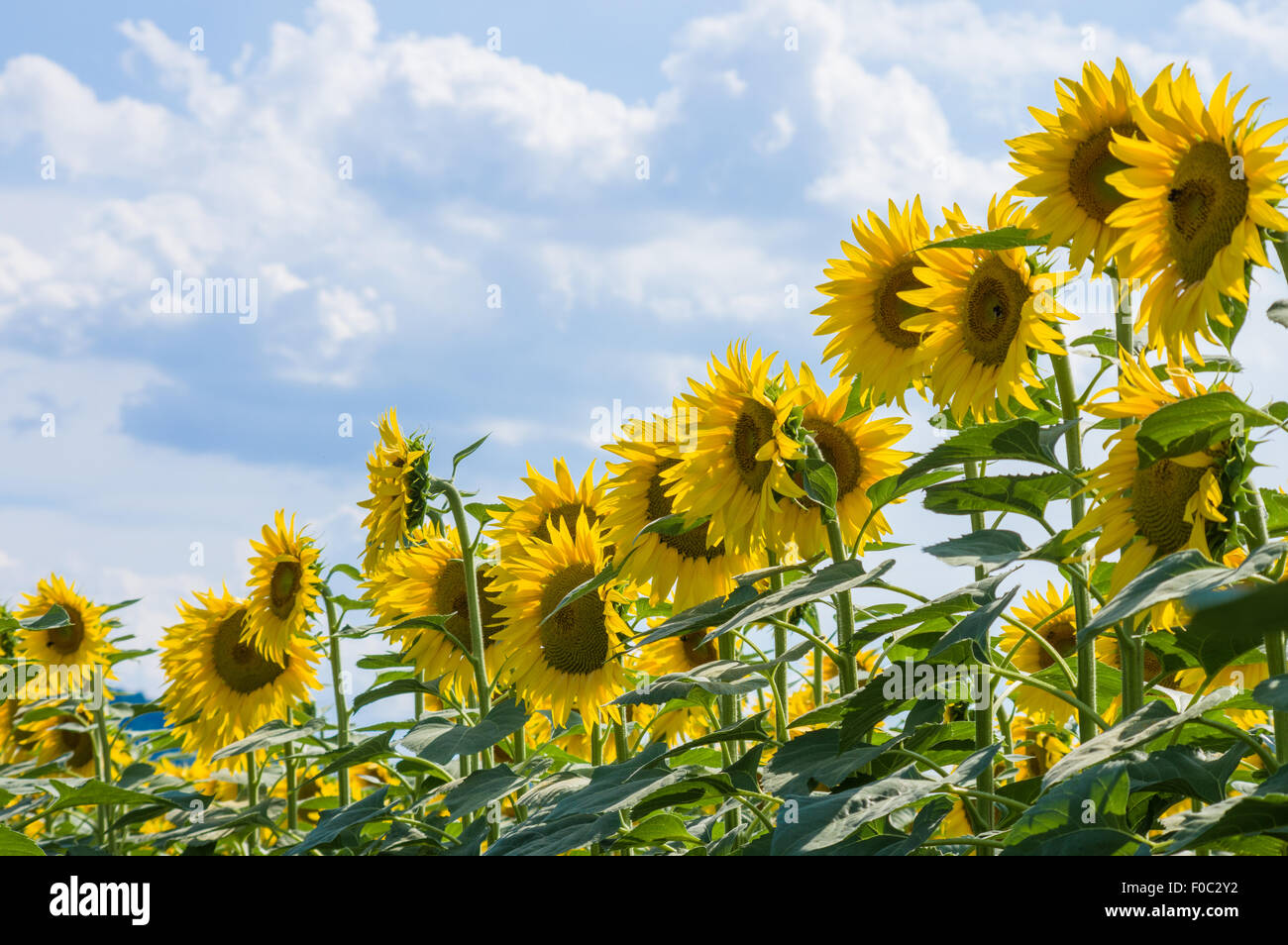 Sunflowers field in summer, Tuscany Stock Photo - Alamy