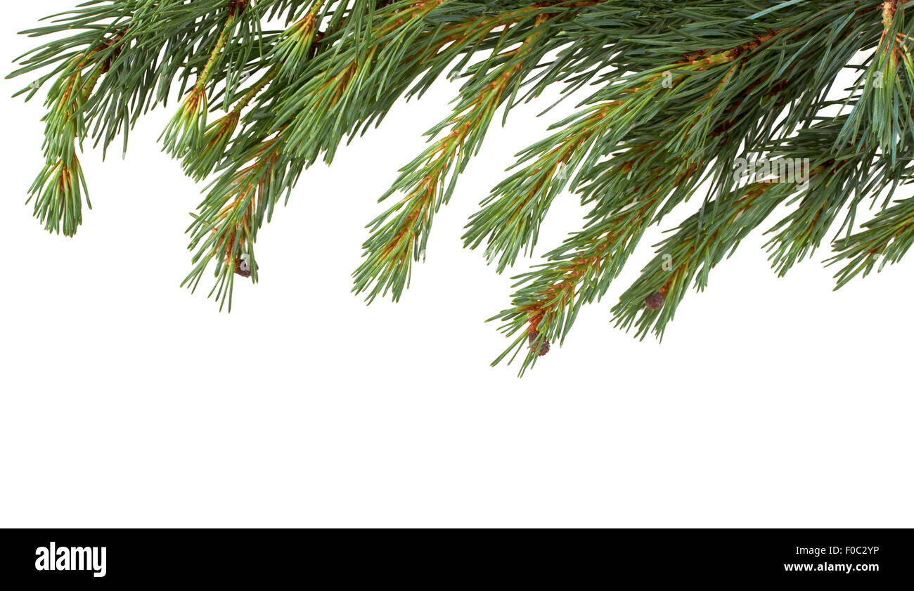 Isolated Christmas Tree branch isolated on a white background Stock ...