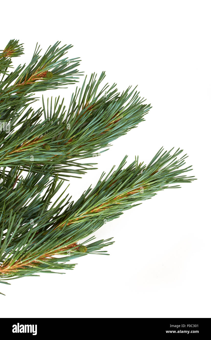 Part of fir tree hi-res stock photography and images - Alamy
