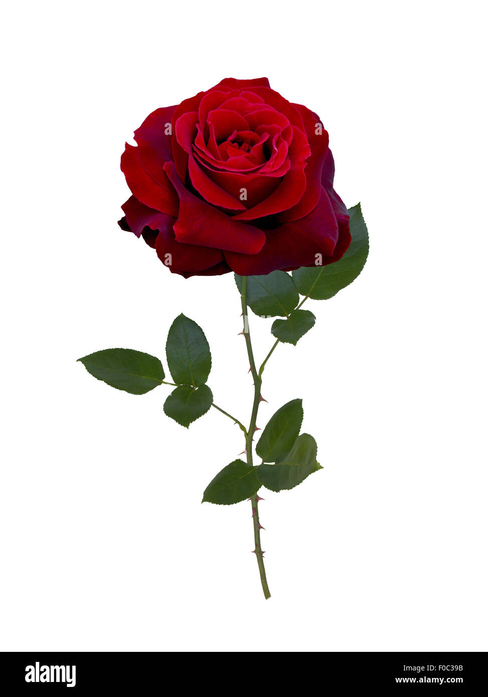 Dark red rose Stock Photo Alamy