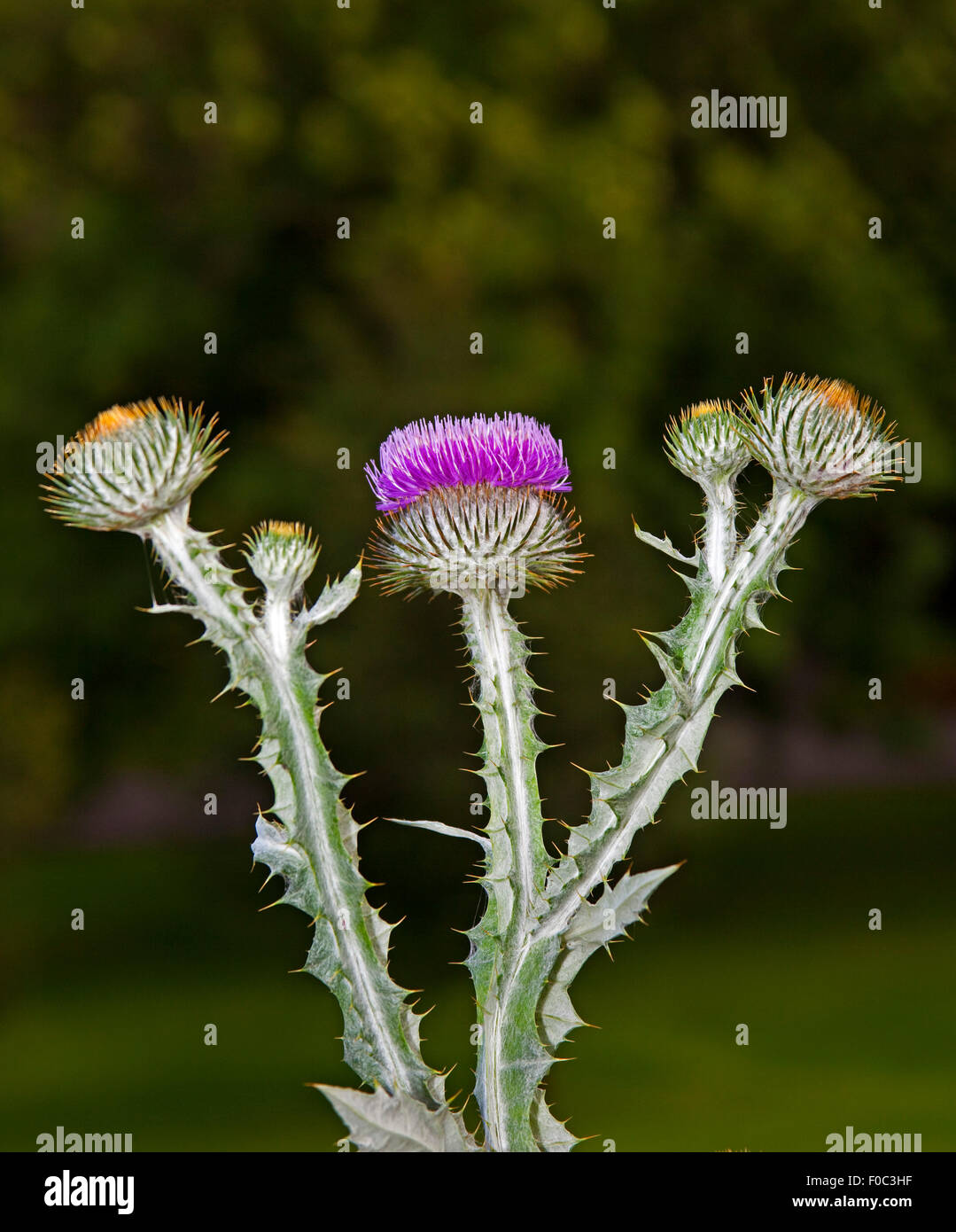 Onopordum acanthium Scotch Thistle plant flower Scotland UK Europe Stock Photo
