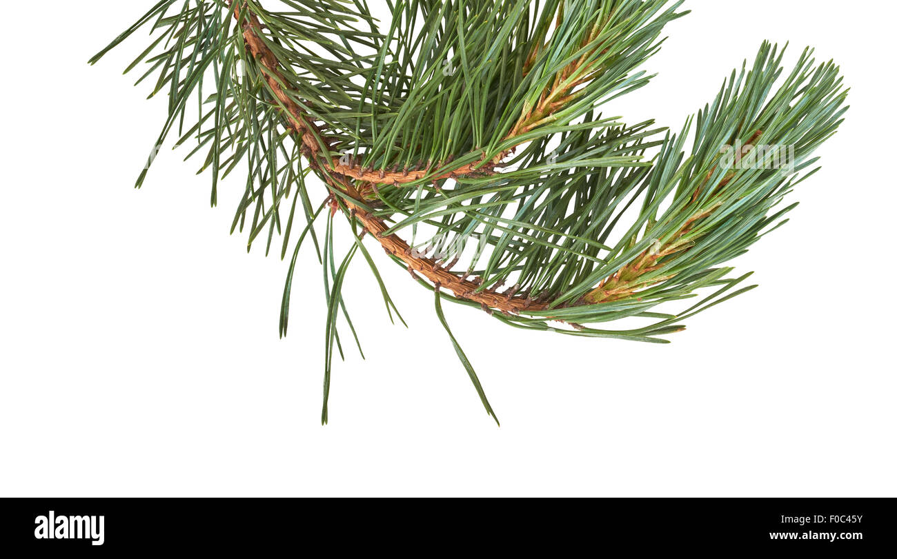Isolated Christmas Tree branch isolated on a white background Stock ...