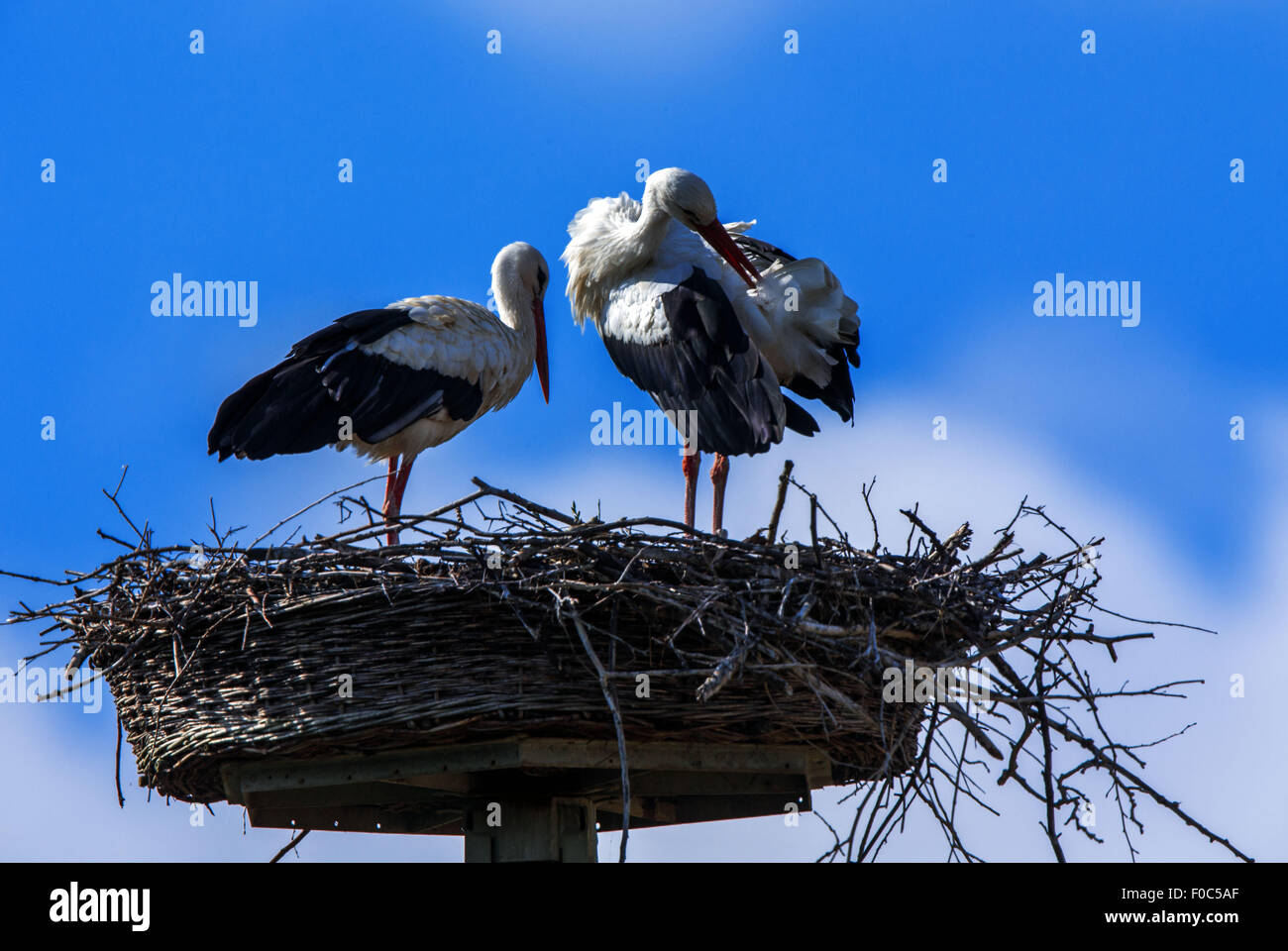 Two storks preen in their nest near Dreiluetzow, Germany 11 August 2015 ...