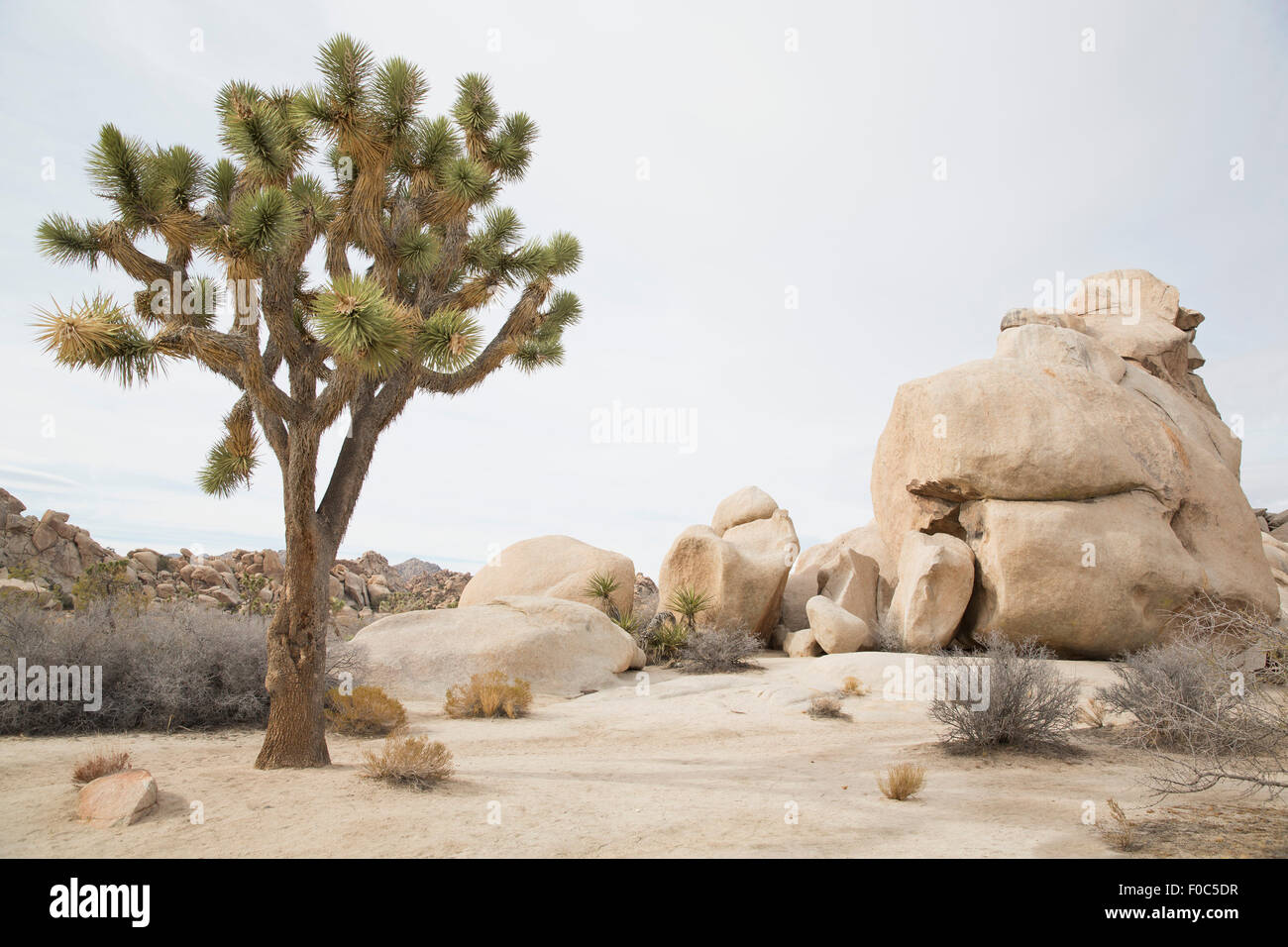 Growing in semi desert hi-res stock photography and images - Alamy