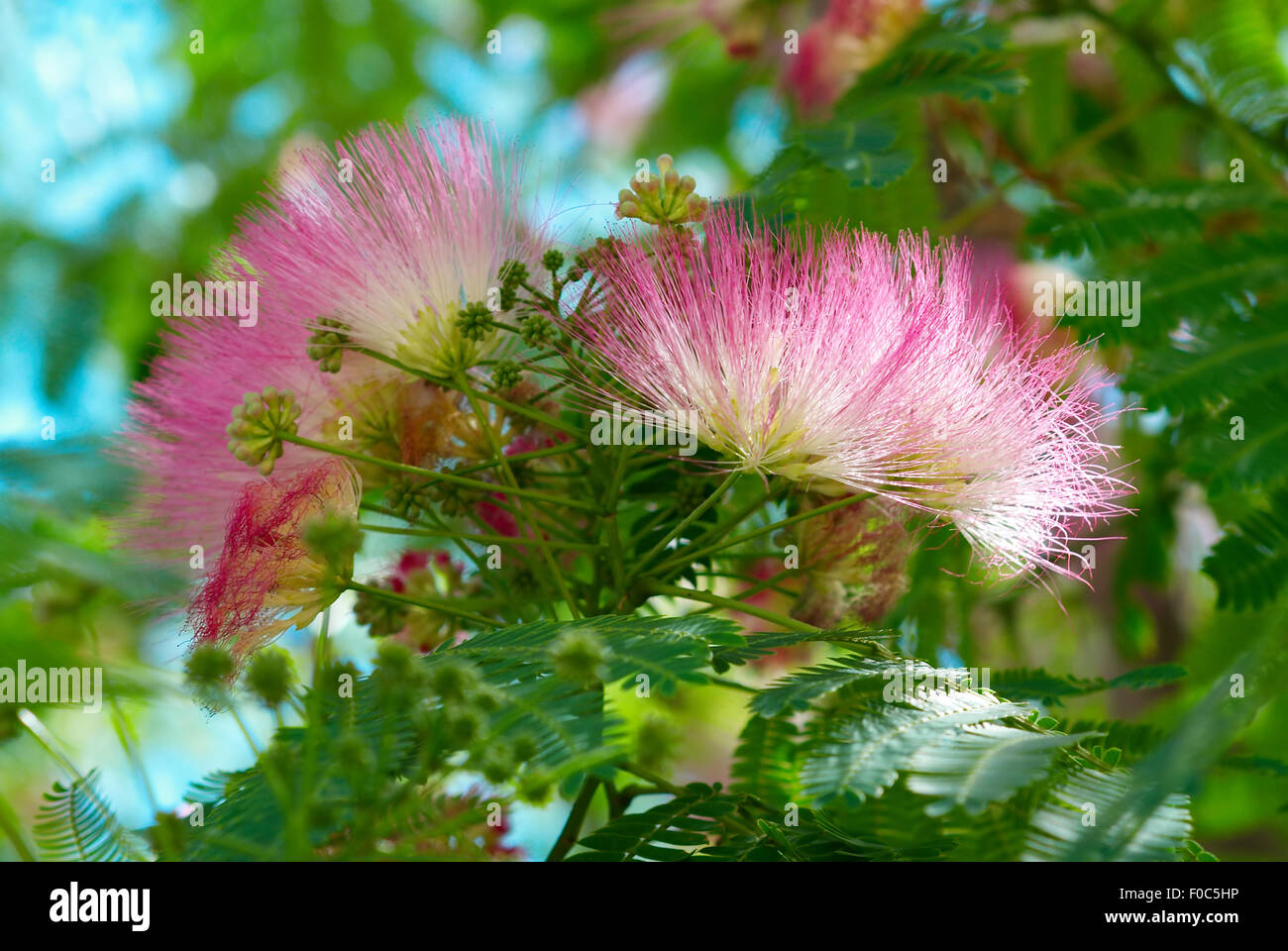 Flowers of acacia (Albizzia julibrissin). Stock Photo