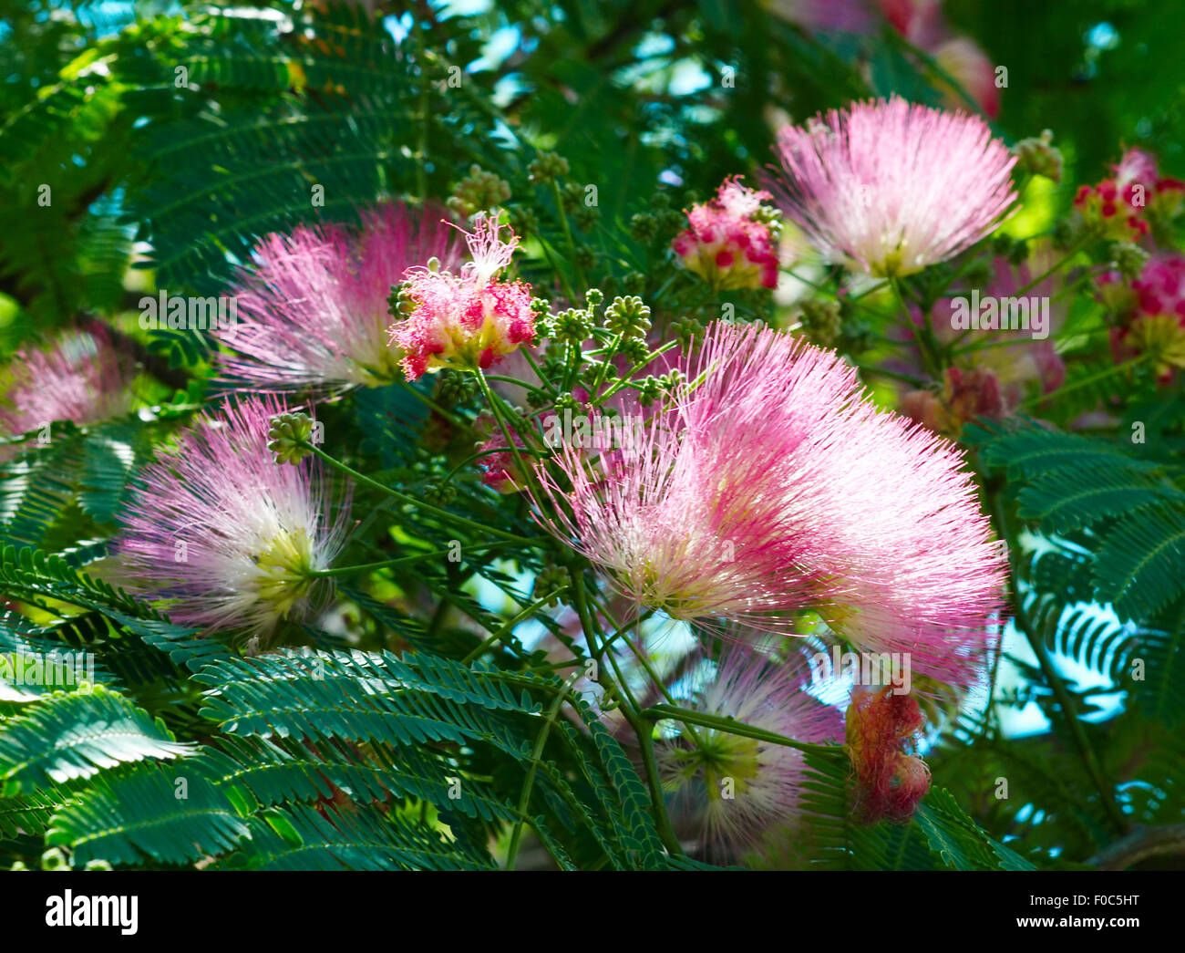 Flowers of acacia (Albizzia julibrissin). Stock Photo