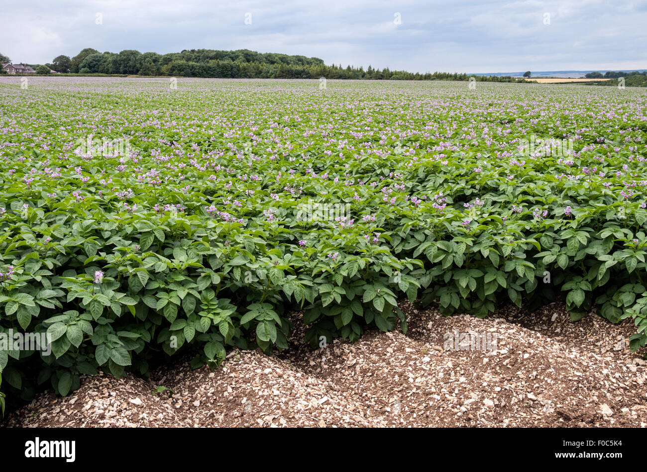 Chalk soil hires stock photography and images Alamy