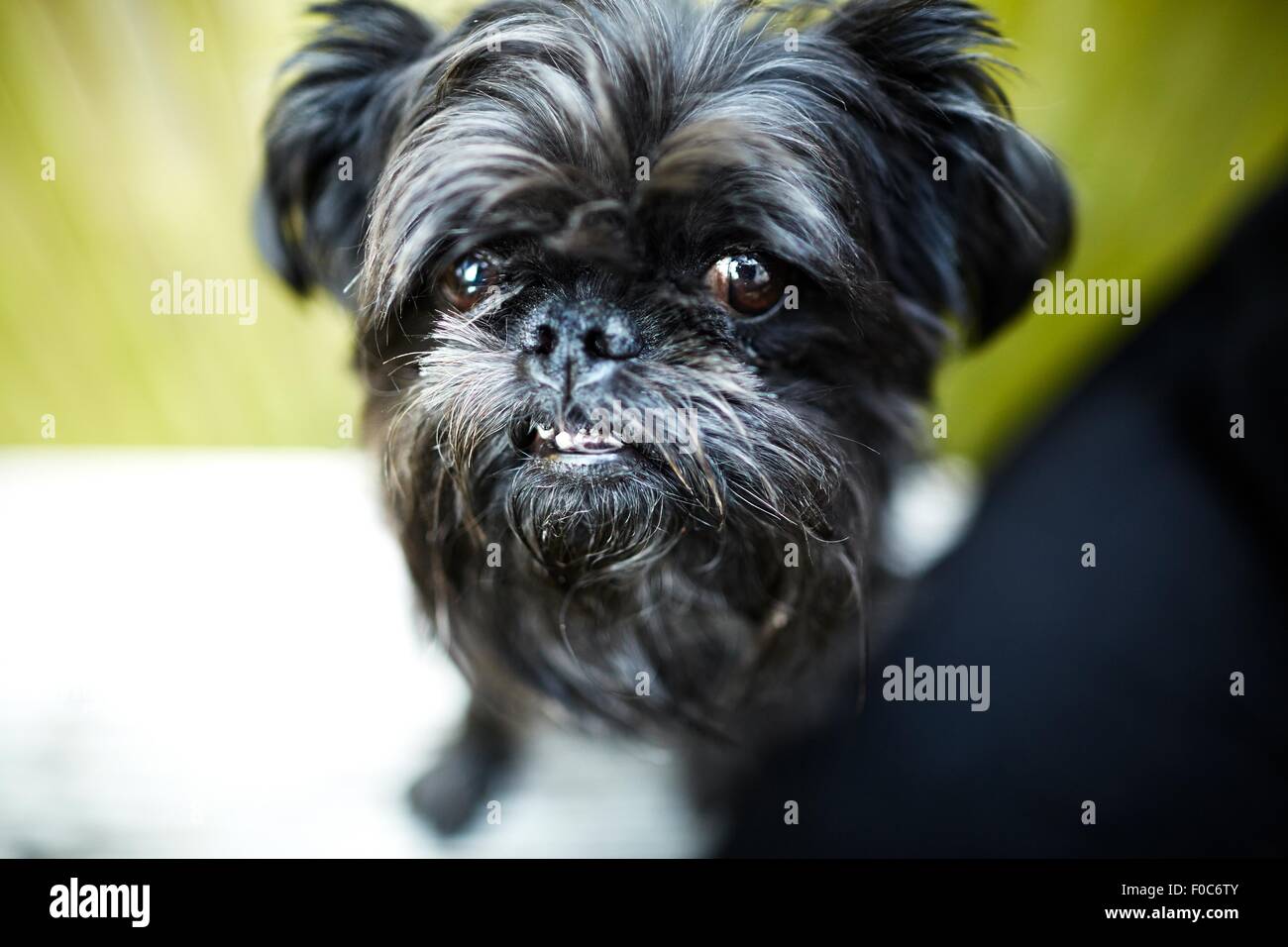 Black Brussels Griffon Dog Looking At Camera Stock Photo 86320667