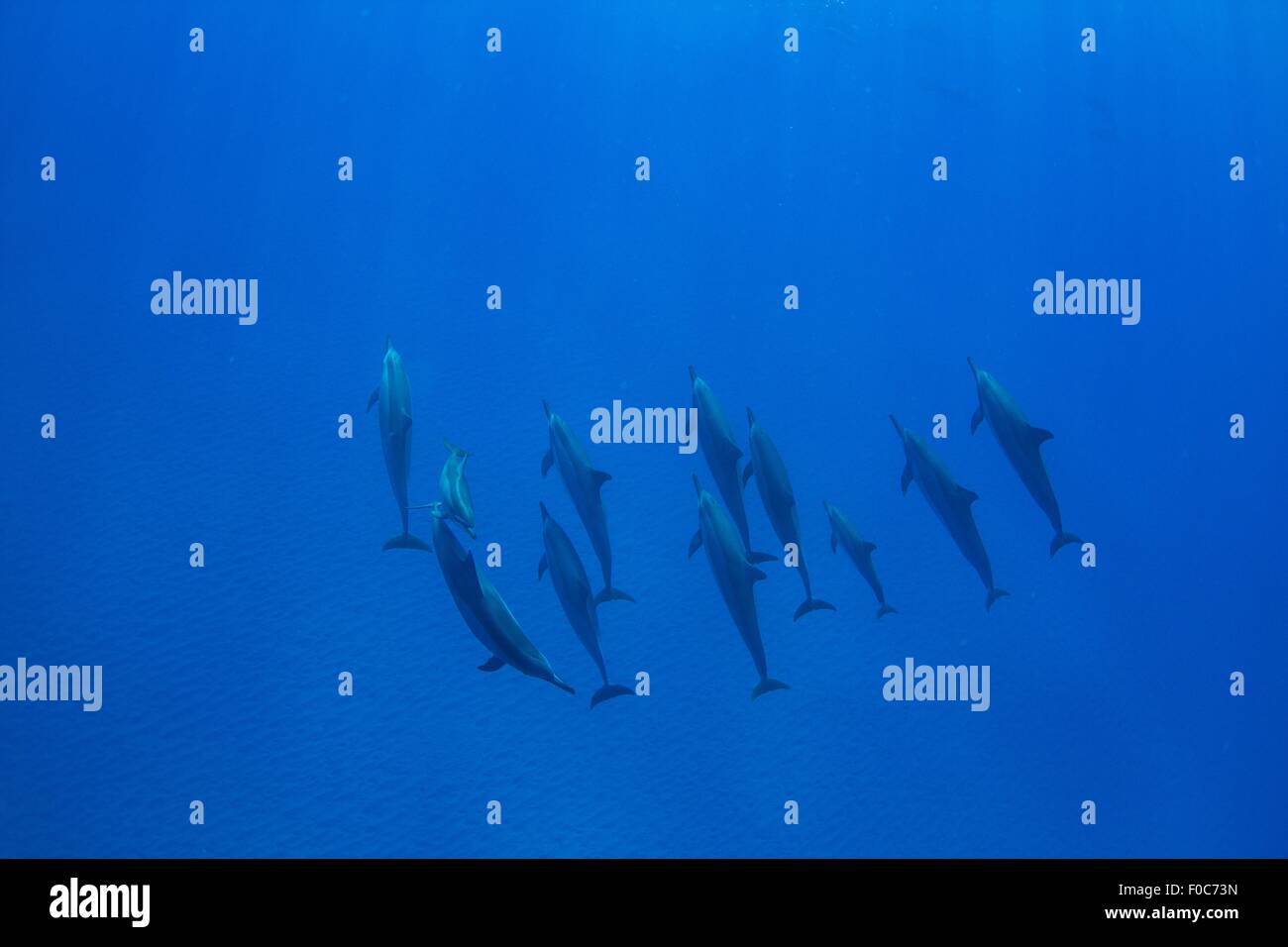 Dolphins swimming, overhead view, Hawaii, USA Stock Photo