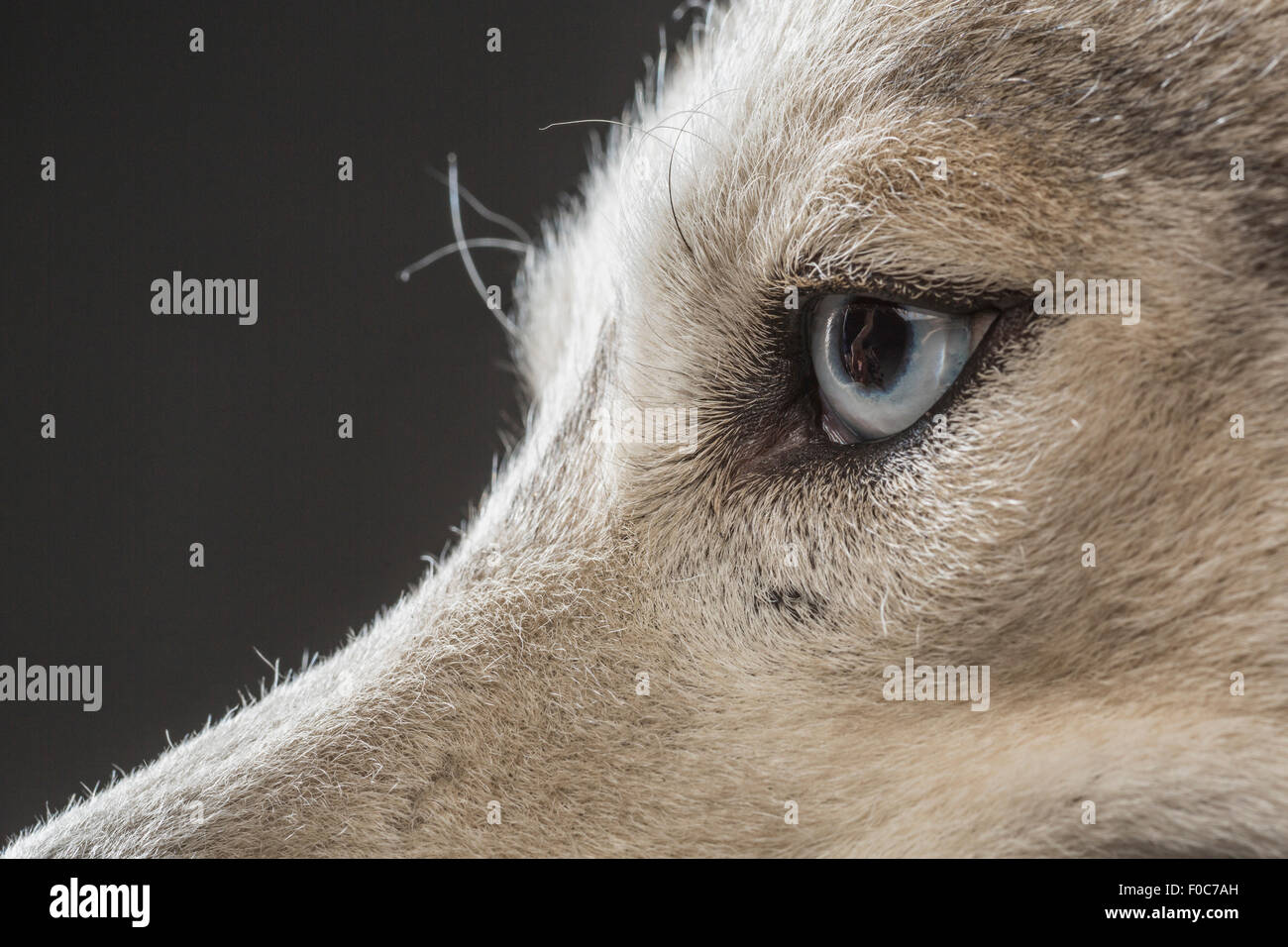 Cropped image of Siberian Husky over gray background Stock Photo