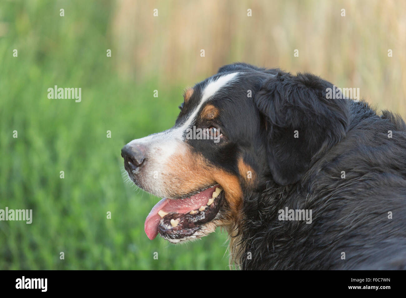 Close-up of Border Collie looking away in lawn Stock Photo