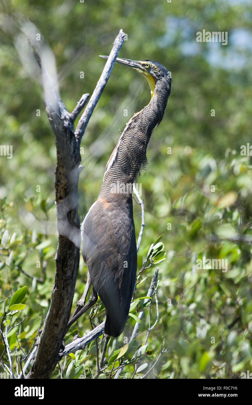 Double-crested Cormorant (Phalacrocorax auritus) in El Cuyo Yucatan, Ria Lagartos Biosphere Reserve, Yucatan, Mexico Stock Photo