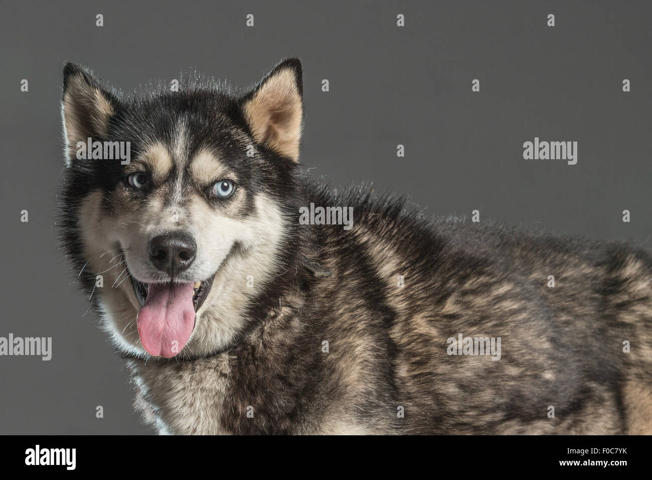 Siberian Husky looking away over gray background Stock Photo