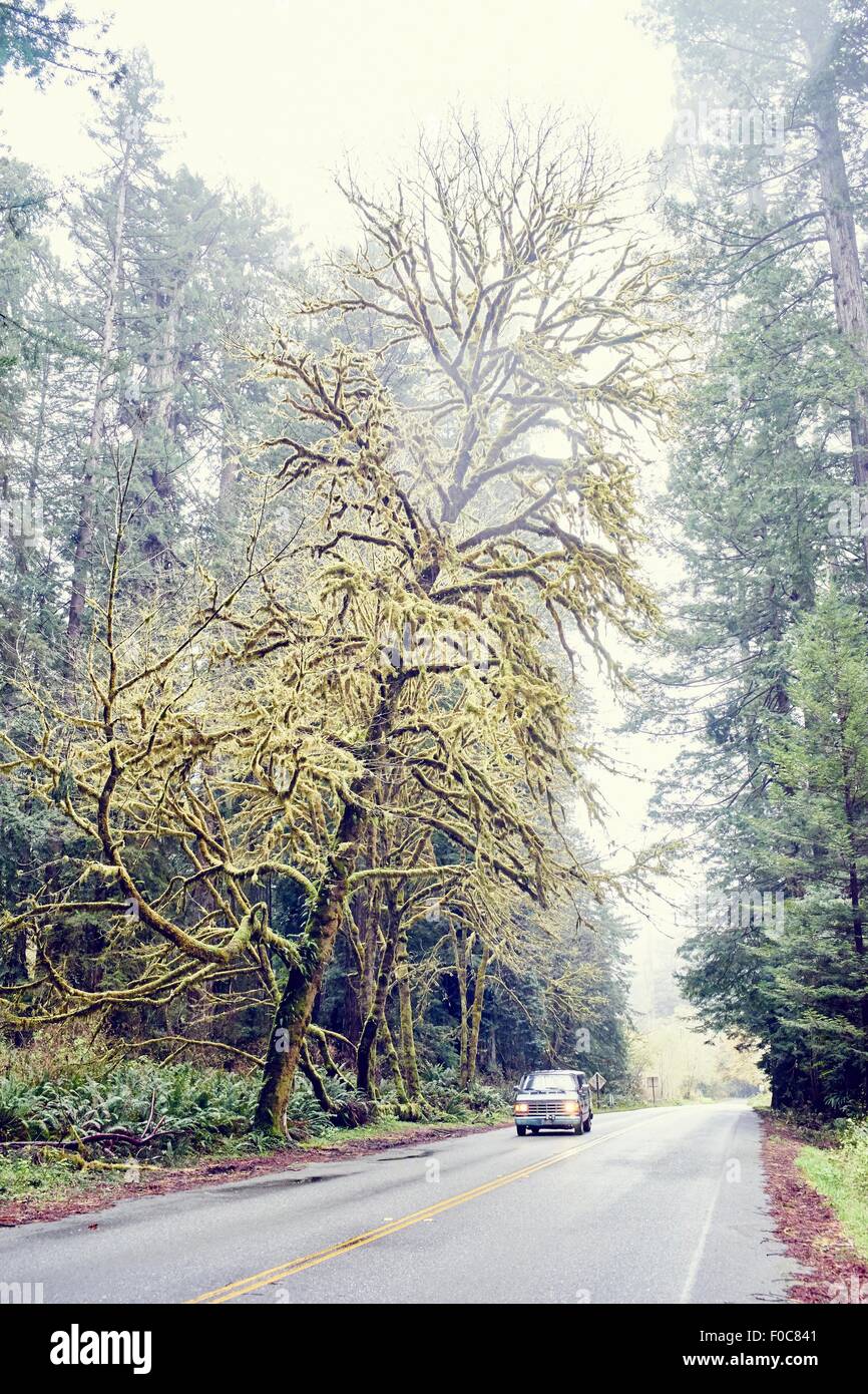 Car driving on road through redwood trees, Orik, Humboldt County, California, USA Stock Photo