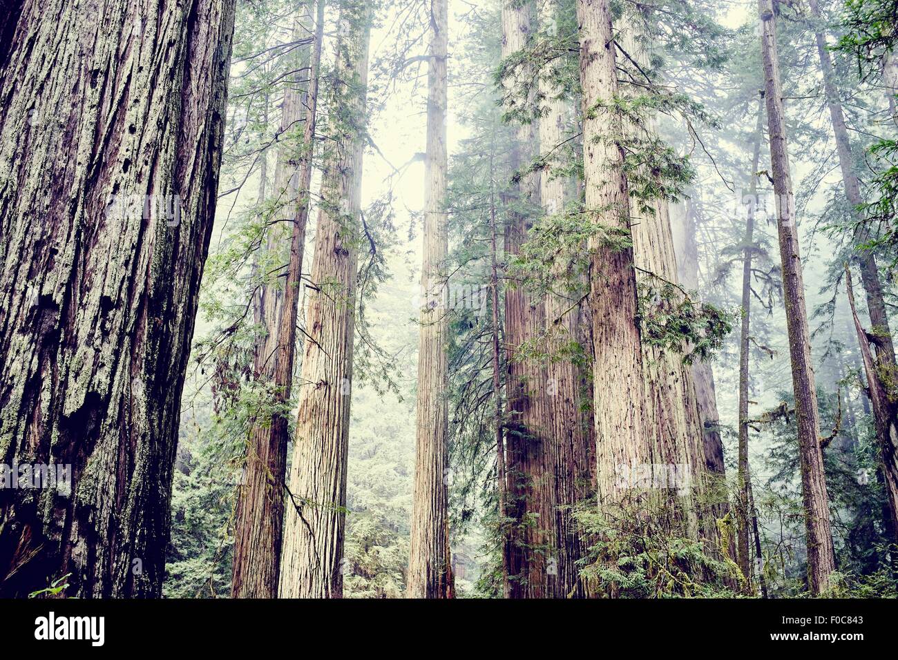 Redwood trees, Orik, Humboldt County, California, USA Stock Photo Alamy