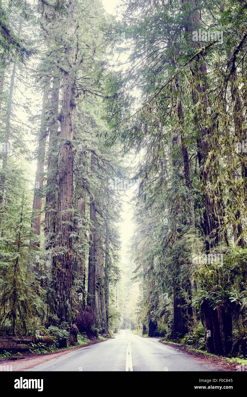 Road through redwood trees, Orik, Humboldt County, California, USA 